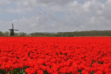 Experiencewaterland safari The Largest tulip fields of the world