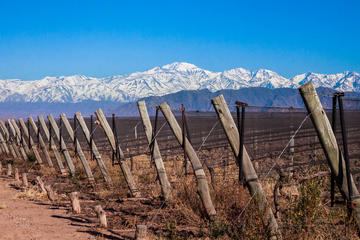 Lujan Wine Region Tour with Lunch from Mendoza