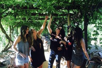 A MULTI-VINEYARD AND WINERY TOUR
