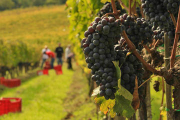 Brunello and Nobile Wine Lovers' Tour: Montalcino and Montepulciano