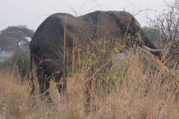 1-Day Akagera National Park safari