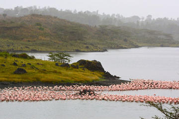 1 Day Arusha National park safari