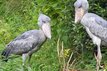 1 Day Mabamba swamp bird watching trip