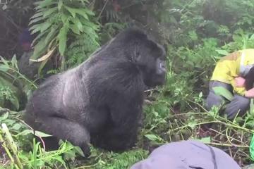 1 Day Rwanda gorilla trekking safari