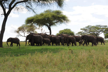 1 Day Tarangire safari
