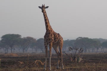 1-Day Trip to Nairobi National Park