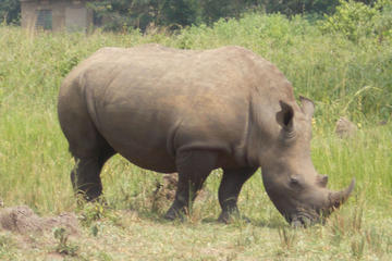 1 Day ziwa Rhino tracking trip
