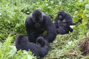 3 Day Congo gorilla trekking safari