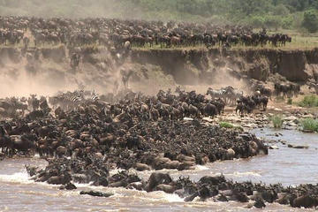 3 Day Masai Mara safari