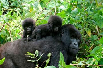 3 Days Gorilla Trekking to Bwindi