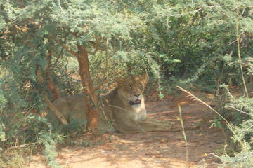 4-Day Ngorongoro Serengeti Tarangire Safari