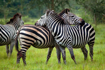 4 Days Queen Elizabeth & Lake Mburo Savanna Safari