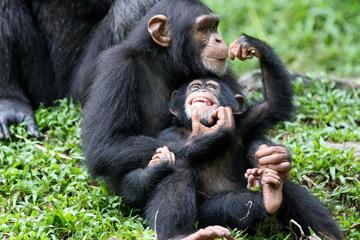 5-Day Queen Elizabeth & Kibale Forest Chimp trek
