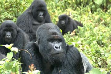 5 Day Rwanda gorilla and Lake Kivu Safari