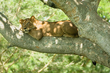 9 Best of Uganda gorilla and wildlife safari