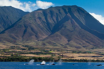 Whale Watching from Lahaina Harbor