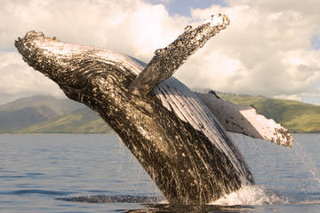 Whalewatch Sail Deluxe Lahaina