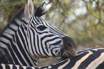 2-Day Chalet Kruger Park Safari from Johannesburg