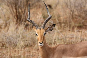 2-Day Pilanesberg Safari with Chalet from Johannesburg