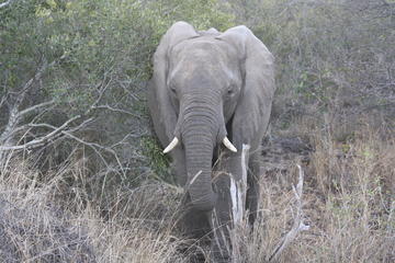 2-Day Tented Kruger Park Safari from Johannesburg