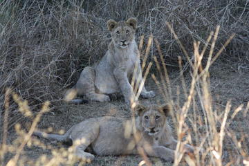 2-Day Tented Pilanesberg safari from Johannesburg