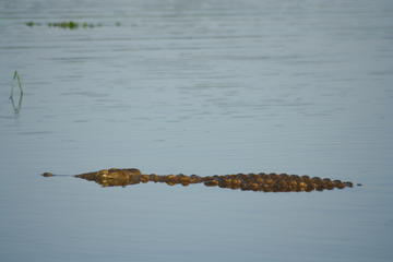 3-Day Chalet Kruger Park Safari from Johannesburg