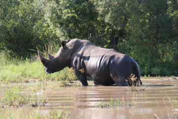 3-Day Tented Kruger Park Safari from Johannesburg