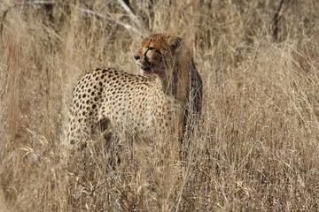 3-Day Tented Pilanesberg Safari from Johannesburg