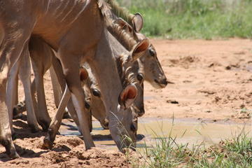 Join a Group Pilanesberg Game Drive