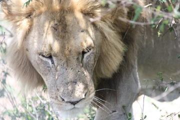 Kruger National Park Afternoon Game Drive