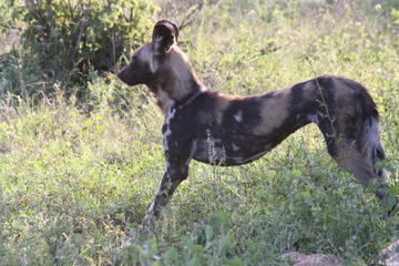 Kruger National Park Early Morning Game Drive