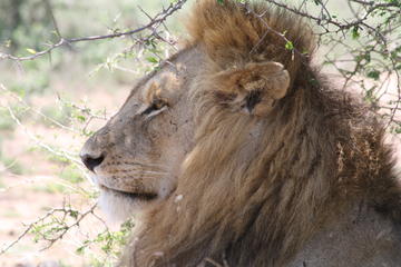 Kruger Park Full Day Game Drive