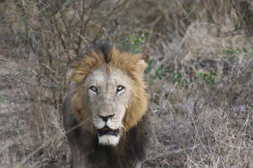 Pilanesberg Walking Safari from Johannesburg