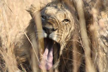 Private Tour: 3-Day Chalet Pilanesberg Safari from Johannesburg