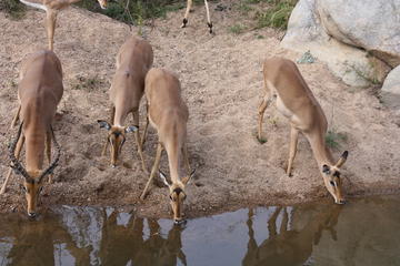 Private Tour: 4-Day Chalet Kruger Park Safari from Johannesburg