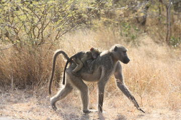 Private Tour: 4-Day Chalet Pilanesberg Safari from Johannesburg