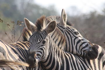 Private Tour - 4-Day Tented Kruger Park Safari from Johannesburg