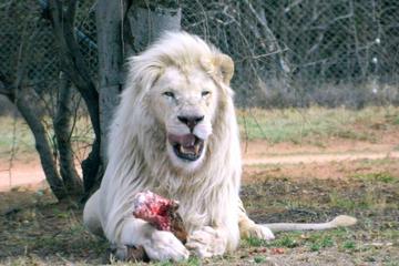 Private Tour: Lion Park Half Day Tour