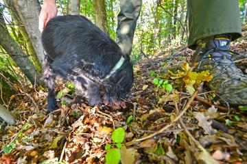 Guided Truffle Hunt Istria