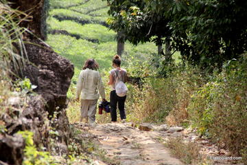 Full day trekking at Letchmi Hills in Munnar