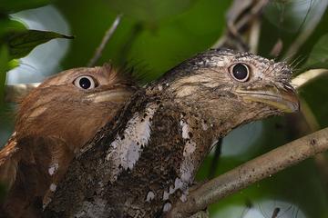Kerala Bird Watching Tour