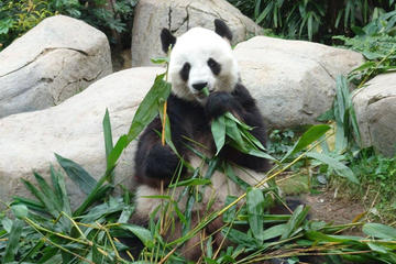 Private Day Tour: Chengdu Panda Breeding Base and Sanxingdui Museum