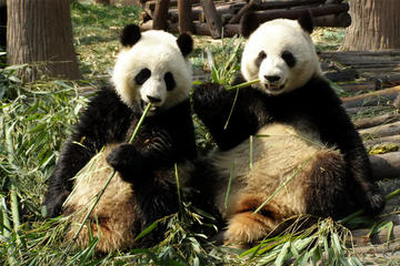 Private Day Tour: Dujiangyan Panda Base Volunteering from Chengdu