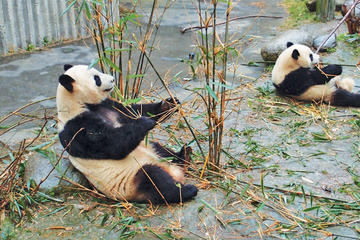 Private Day Tour of Chengdu Giant Panda and Chinese Kung Fu Learning