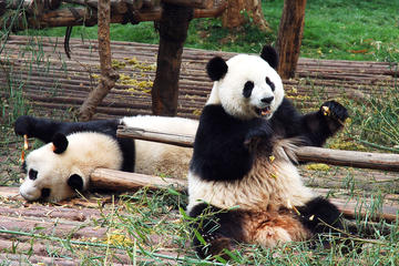 Private Day Tour with Panda Holding at Dujiangyan Panda Base and Wuhou Temple