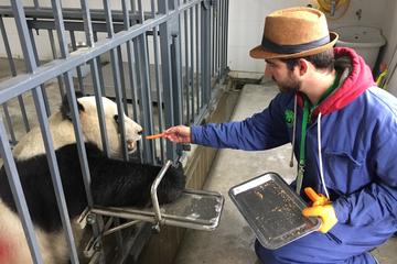 Wolong Panda Base Volunteering Program with Photo-taking with Panda Option