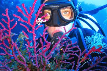 Half-day Boat Trip with Scuba Diving and Snorkeling in the Cyclops Sea