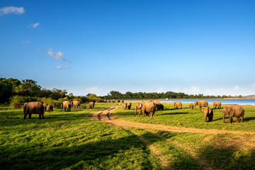 2 Day Private Tour to Sigirya and Minneriya from Colombo