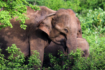 2 Day Private Tour - Udawalawe from Hikkaduwa