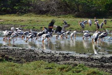 2 Day Private Tour - Wild Wonders & Hidden Temples from Bentota